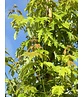 Silberahorn 'Pyramidale' | Acer saccharinum 'Pyramidale'