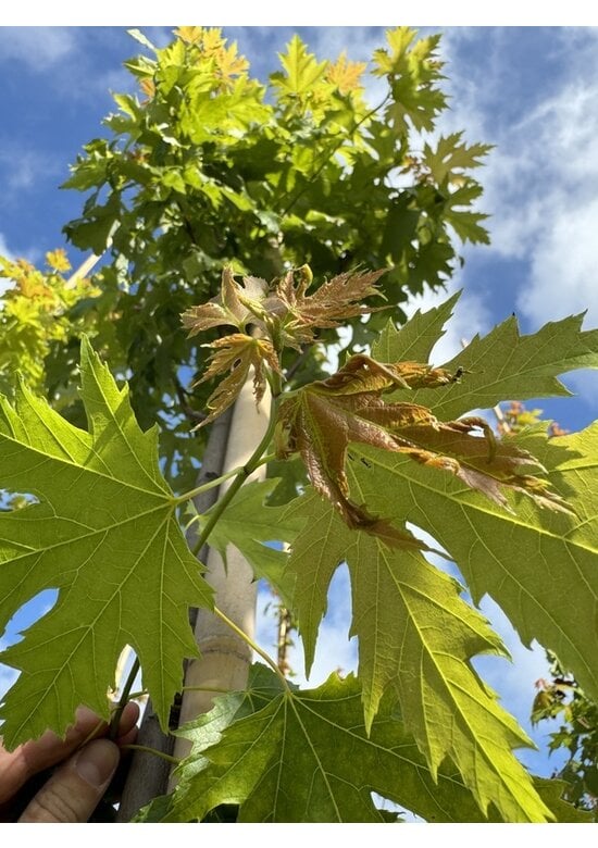 Silberahorn 'Pyramidale' | Acer saccharinum 'Pyramidale'