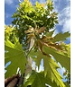 Silberahorn 'Pyramidale' | Acer saccharinum 'Pyramidale'