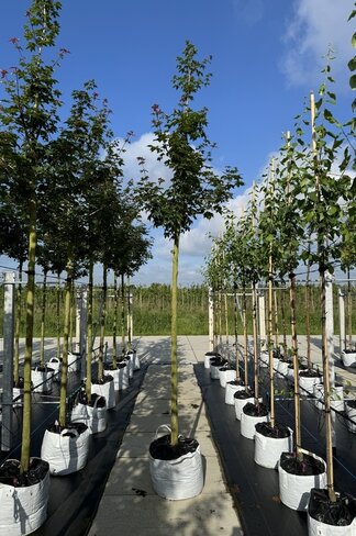 Zoescheners Ahorn | Acer zoeschense 'Annae'