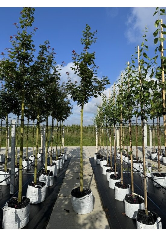 Zoescheners Ahorn | Acer zoeschense 'Annae'