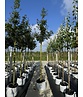 Zoescheners Ahorn | Acer zoeschense 'Annae' Zoescheners Ahorn | Acer zoeschense 'Annae'