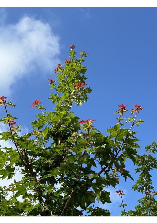 Zoescheners Ahorn | Acer zoeschense 'Annae'