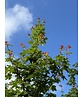 Zoescheners Ahorn | Acer zoeschense 'Annae' Zoescheners Ahorn | Acer zoeschense 'Annae'