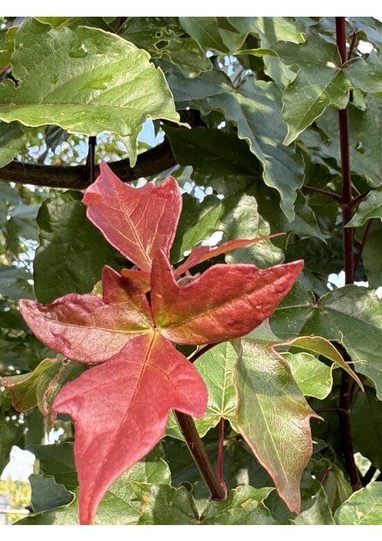 Zoescheners Ahorn | Acer zoeschense 'Annae'