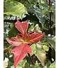 Zoescheners Ahorn | Acer zoeschense 'Annae' Zoescheners Ahorn | Acer zoeschense 'Annae'