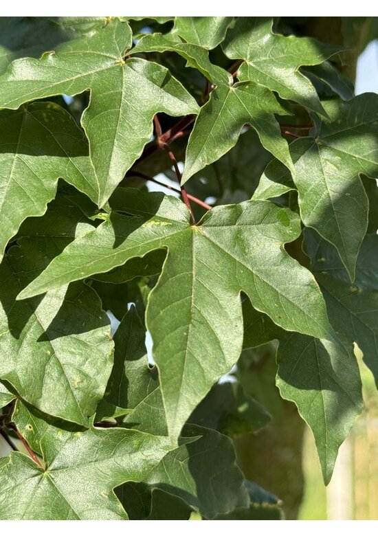 Zoescheners Ahorn | Acer zoeschense 'Annae'