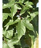 Zoescheners Ahorn | Acer zoeschense 'Annae' Zoescheners Ahorn | Acer zoeschense 'Annae'