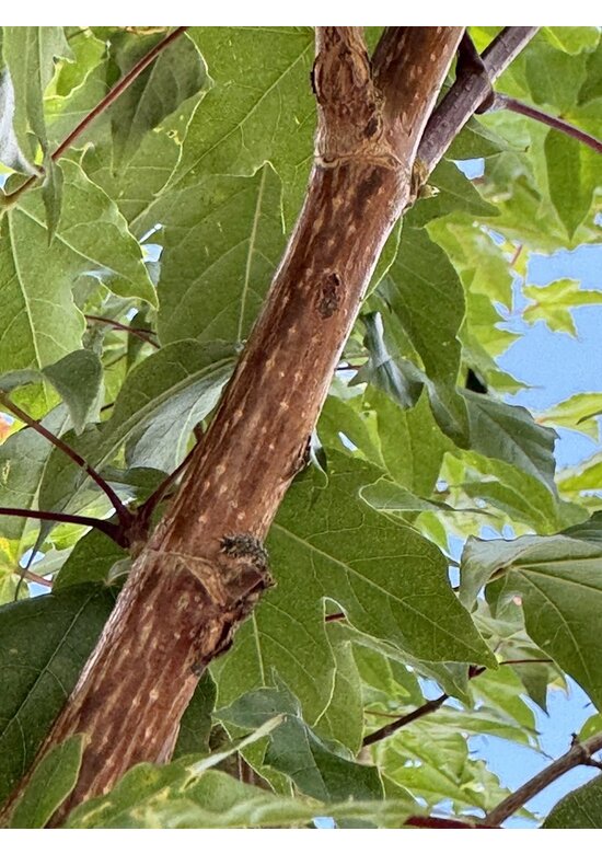 Zoescheners Ahorn | Acer zoeschense 'Annae'