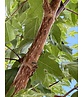 Zoescheners Ahorn | Acer zoeschense 'Annae' Zoescheners Ahorn | Acer zoeschense 'Annae'