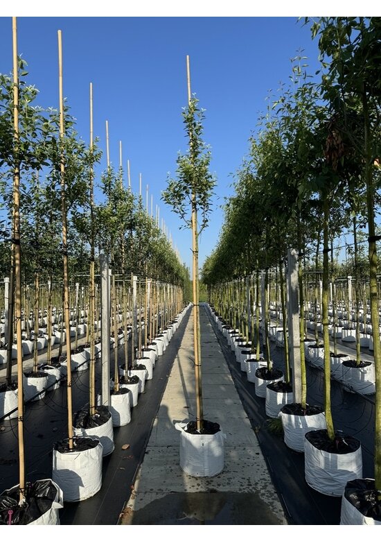 Säulen-Felsenbirne 'Rainbow Pillar' | Amelanchier 'Rainbow Pillar' Säulen-Felsenbirne 'Rainbow Pillar' | Amelanchier 'Rainbow Pillar'