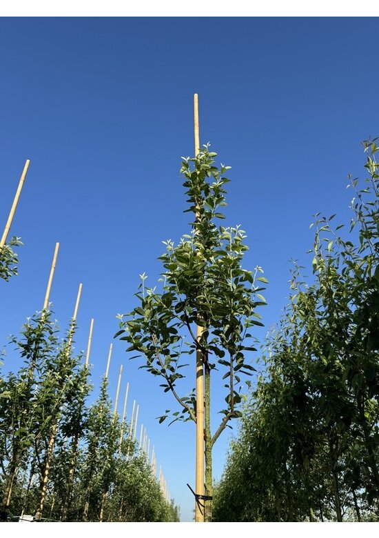 Säulen-Felsenbirne 'Rainbow Pillar' | Amelanchier 'Rainbow Pillar'