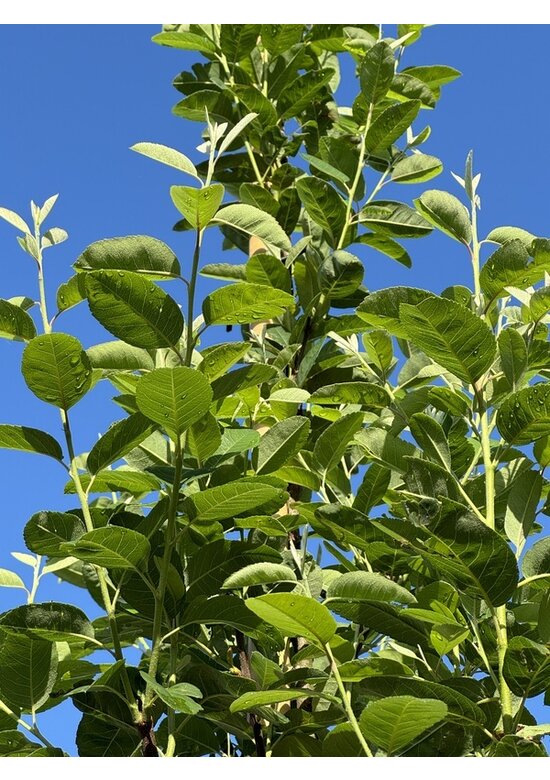 Säulen-Felsenbirne 'Rainbow Pillar' | Amelanchier 'Rainbow Pillar' Säulen-Felsenbirne 'Rainbow Pillar' | Amelanchier 'Rainbow Pillar'