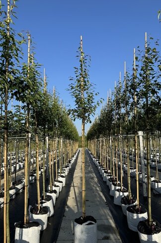 Felsenbirne 'RJ Hilton' | Amelanchier laevis 'RJ Hilton'