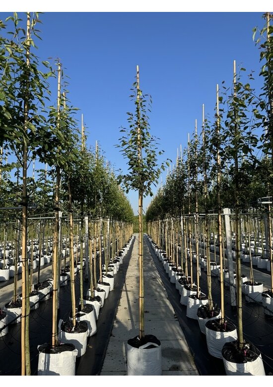 Felsenbirne 'RJ Hilton' | Amelanchier laevis 'RJ Hilton'