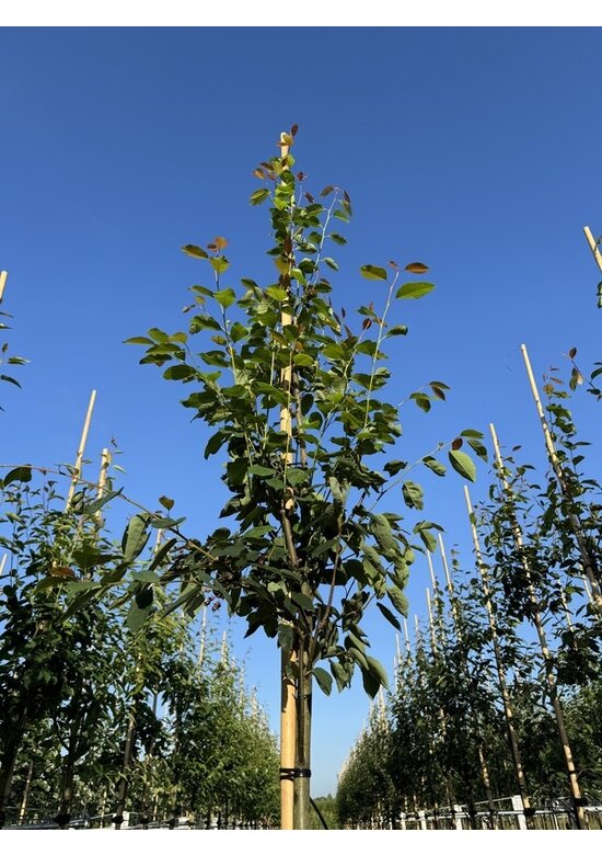 Felsenbirne 'RJ Hilton' | Amelanchier laevis 'RJ Hilton'