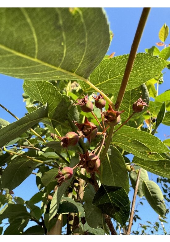 Felsenbirne 'RJ Hilton' | Amelanchier laevis 'RJ Hilton'