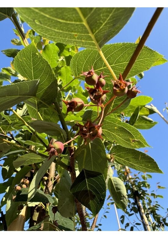 Felsenbirne 'RJ Hilton' | Amelanchier laevis 'RJ Hilton'