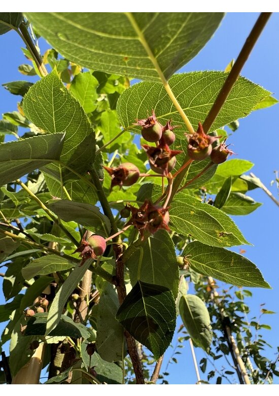Felsenbirne 'RJ Hilton' | Amelanchier laevis 'RJ Hilton'