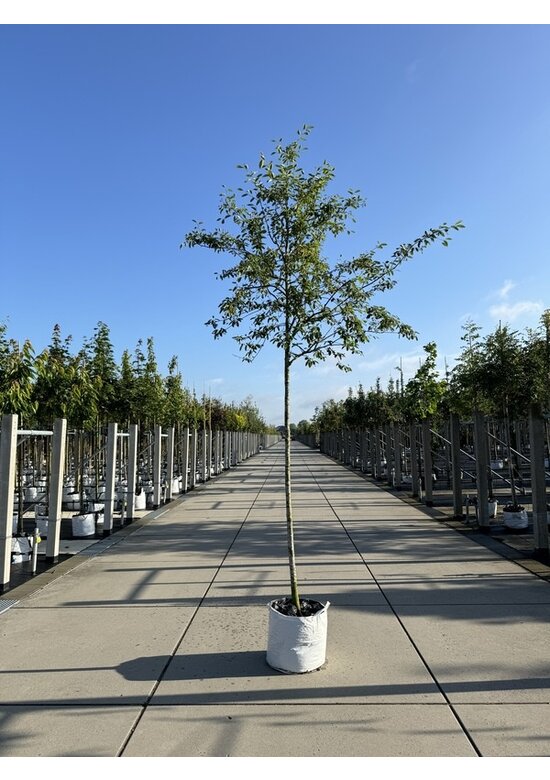 Essbare Felsenbirne 'Ballerina' | Amelanchier 'Ballerina'