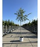 Felsenbirne 'Ballerina' | Amelanchier 'Ballerina'