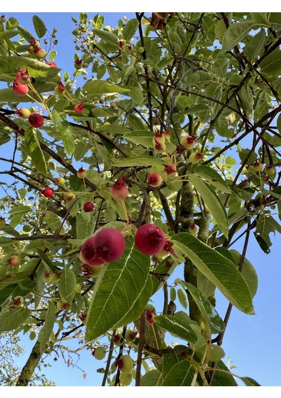 Essbare Felsenbirne 'Ballerina' | Amelanchier 'Ballerina'