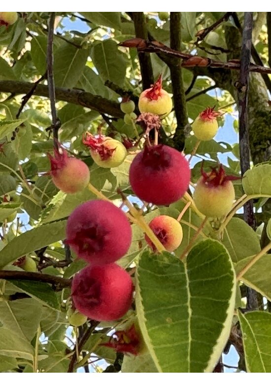 Essbare Felsenbirne 'Ballerina' | Amelanchier 'Ballerina'
