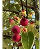 Felsenbirne 'Ballerina' | Amelanchier 'Ballerina'