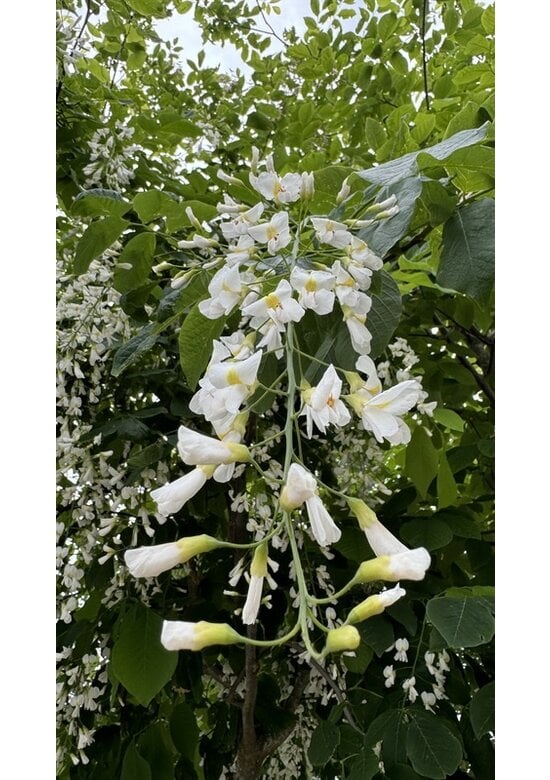 Amerikanisches Gelbholz | Cladrastris kentukea