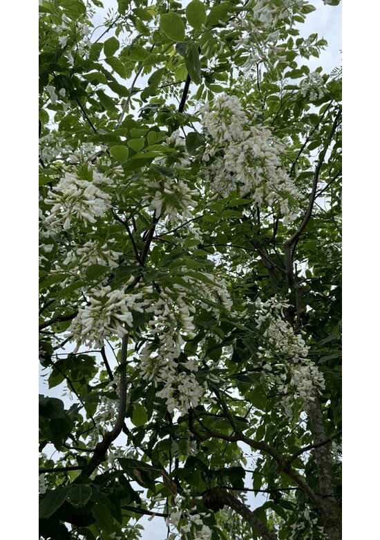 Amerikanisches Gelbholz | Cladrastris kentukea