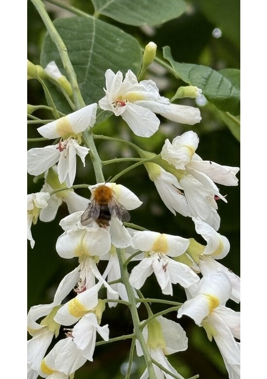 Amerikanisches Gelbholz | Cladrastris kentukea