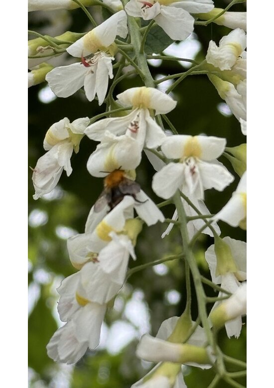 Amerikanisches Gelbholz | Cladrastris kentukea