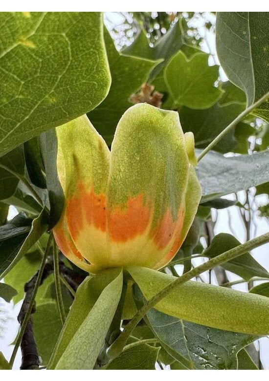 Amerikanischer Tulpenbaum | Liriodendron tulipifera