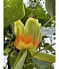 Amerikanischer Tulpenbaum | Liriodendron tulipifera