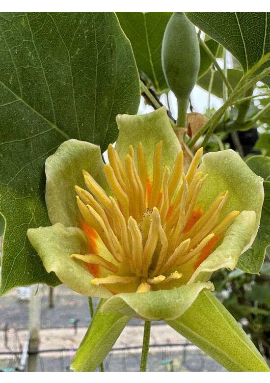 Amerikanischer Tulpenbaum | Liriodendron tulipifera