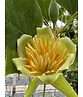 Amerikanischer Tulpenbaum | Liriodendron tulipifera