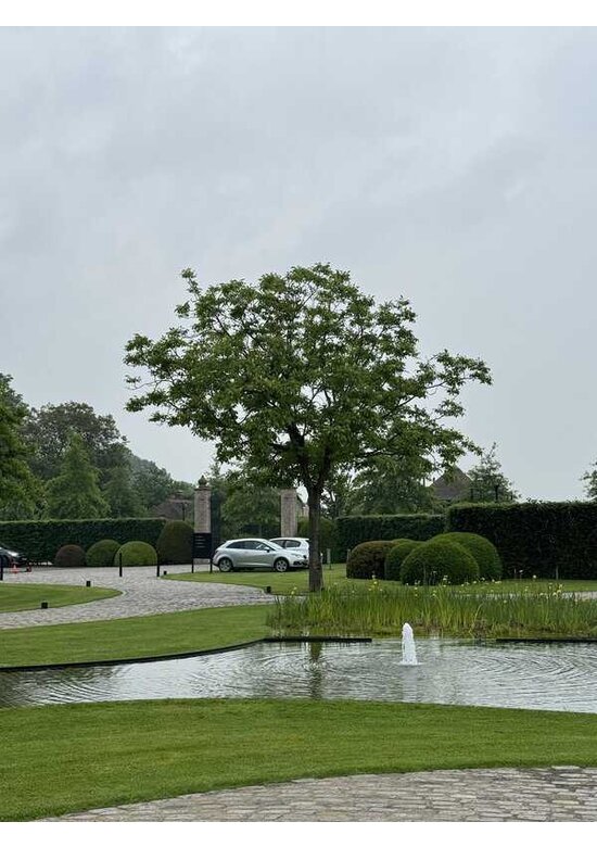 Walnussbaum | Juglans regia