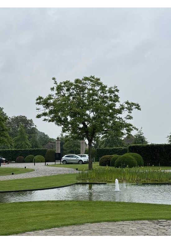 Walnussbaum | Juglans regia