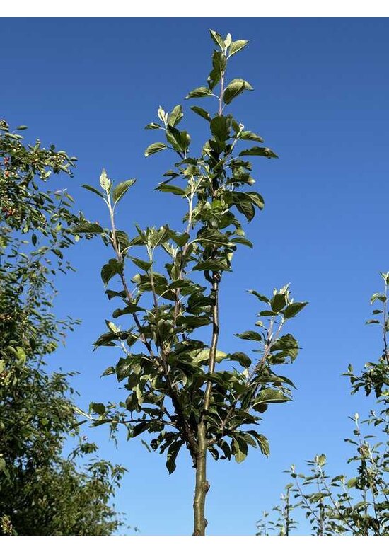 Apfelbaum - Herbstapfel 'Cox Orange Pippin' | Malus domestica 'Cox Orange Pippin'