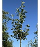 Apfelbaum - Herbstapfel 'Cox Orange Pippin' | Malus domestica 'Cox Orange Pippin' Apfelbaum - Herbstapfel 'Cox Orange Pippin' | Malus domestica 'Cox Orange Pippin'