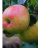 Apfelbaum 'James Grieve' | Malus domestica 'James Grieve'
