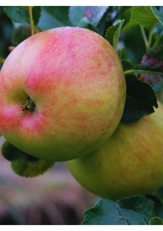 Apfelbaum 'Jonagold' | Malus domestica 'Jonagold'
