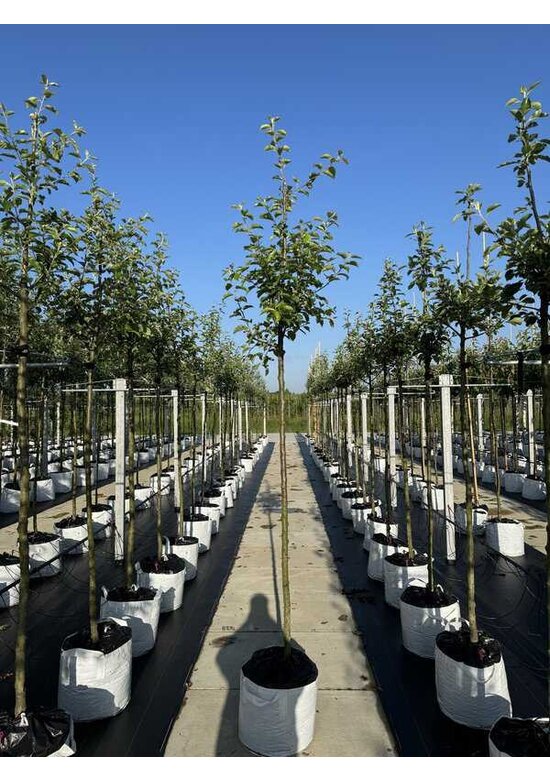 Apfelbaum 'Jonagold' | Malus domestica 'Jonagold'