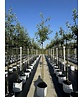 Apfelbaum 'Jonagold' | Malus domestica 'Jonagold' Apfelbaum 'Jonagold' | Malus domestica 'Jonagold'