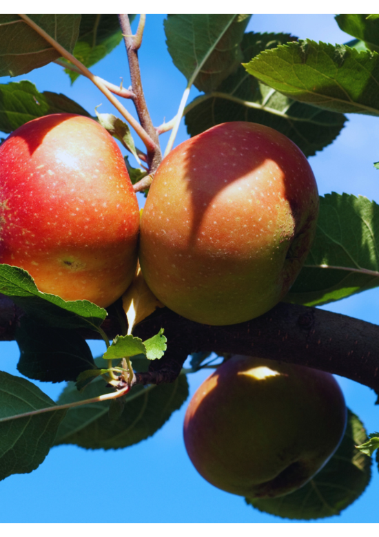 Apfelbaum 'Rode Boskoop' | Malus domestica 'Rode Boskoop'