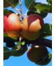Apfelbaum 'Rode Boskoop' | Malus domestica 'Rode Boskoop'