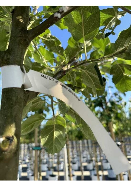 Apfelbaum 'Rode Boskoop' | Malus domestica 'Rode Boskoop'