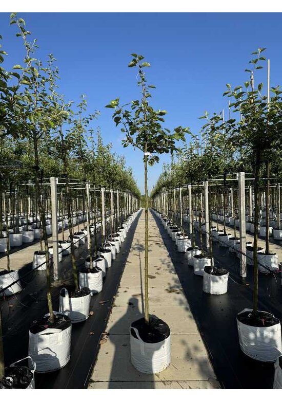 Apfelbaum 'Rode Boskoop' | Malus domestica 'Rode Boskoop'