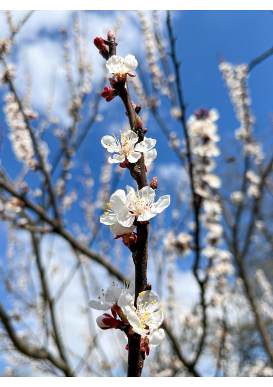 Aprikosenbaum 'Tros Oranje' | Prunus armeniaca 'Tros Oranje'