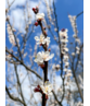 Aprikosenbaum 'Tros Oranje' | Prunus armeniaca 'Tros Oranje'